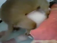 dog asshole twitches when it orgasms after fucking a